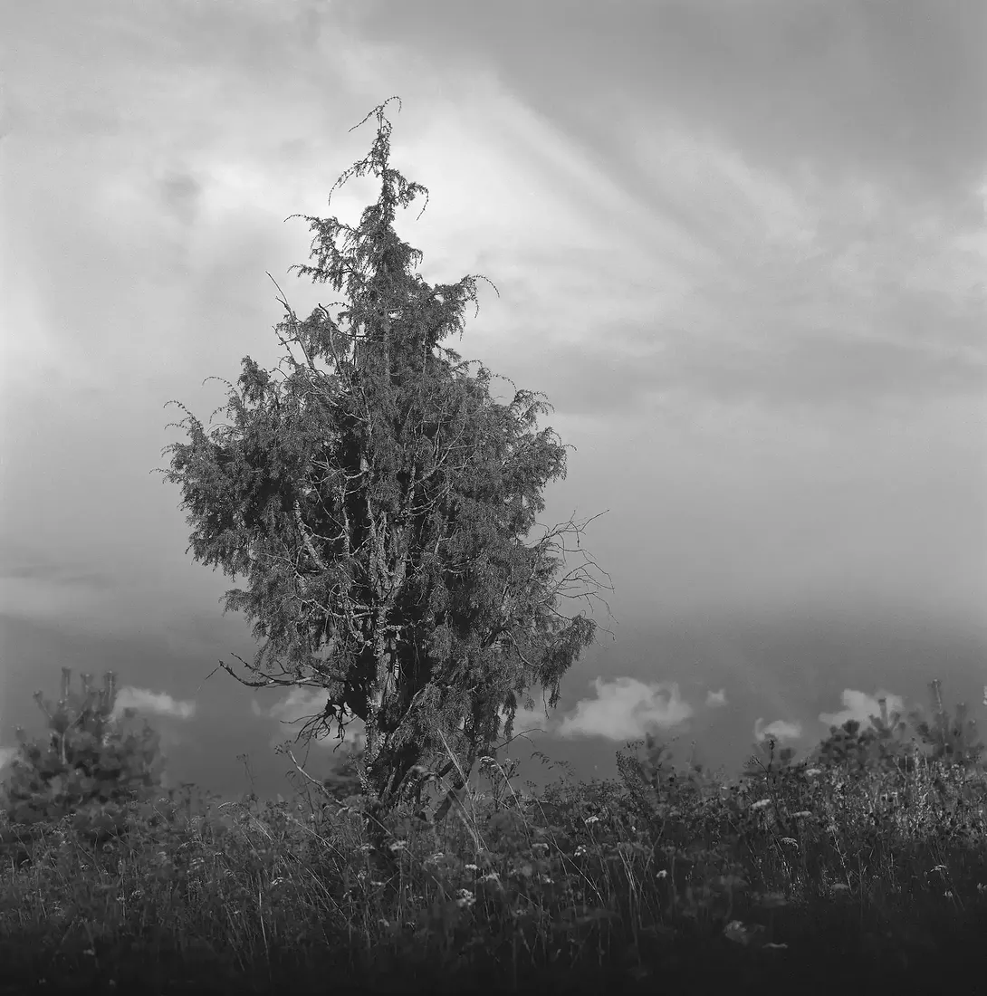 2009г